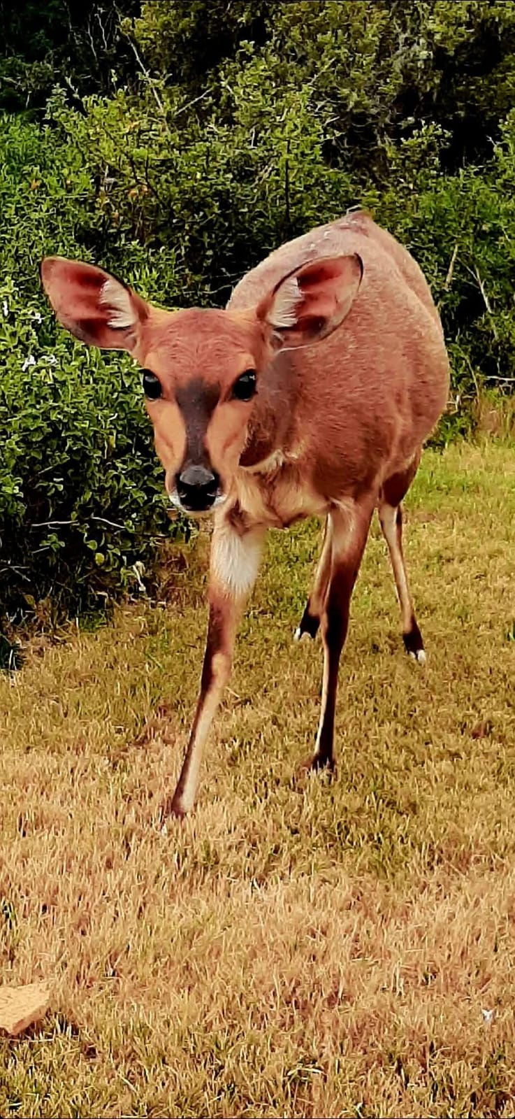 0 Bedroom Property for Sale in Stilbaai Oos Western Cape